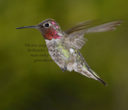 Anna's hummingbird, male