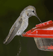 Anna's hummingbird, female