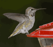 Anna's hummingbird, female