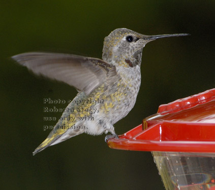 Anna's hummingbird, female