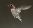 Anna's hummingbird, male