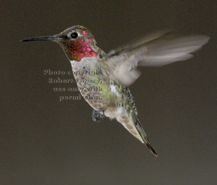 Anna's hummingbird, male