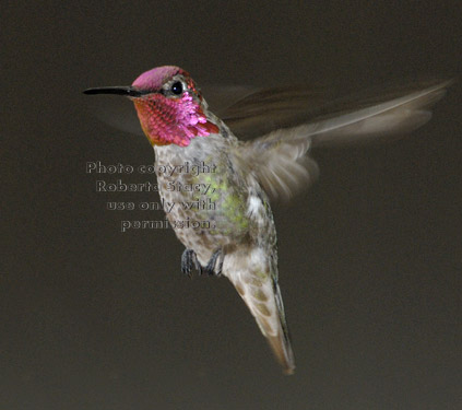 Anna's hummingbird, male