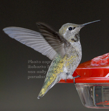 Anna's hummingbird, female