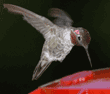 Anna's hummingbird, male