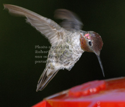 Anna's hummingbird, male