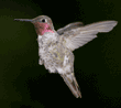 Anna's hummingbird, male