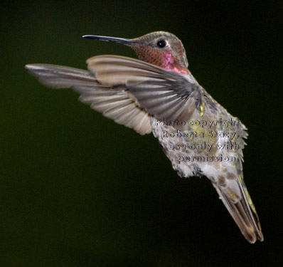 Anna's hummingbird, male