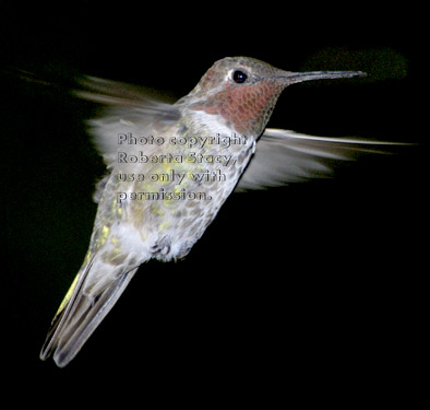 Anna's hummingbird, male