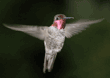 Anna's hummingbird, male