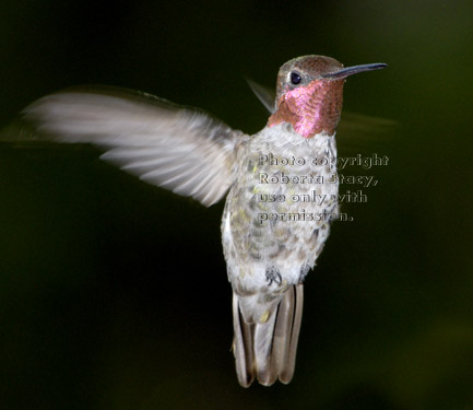 Anna's hummingbird, male