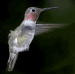 Anna's hummingbird, male