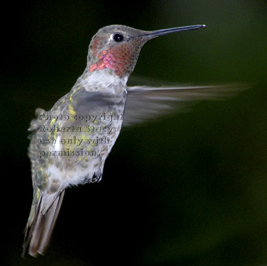 Anna's hummingbird, male