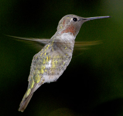 Anna's hummingbird, male