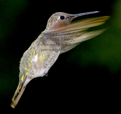 Anna's hummingbird, male