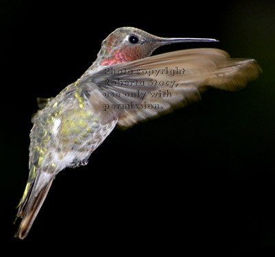 Anna's hummingbird, male