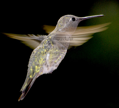 Anna's hummingbird, male