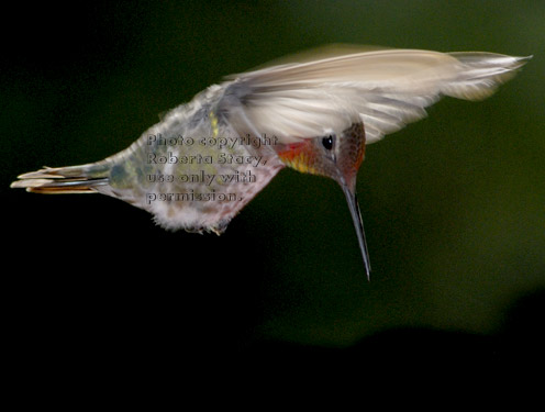 Anna's hummingbird, male