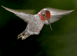 Anna's hummingbird, male