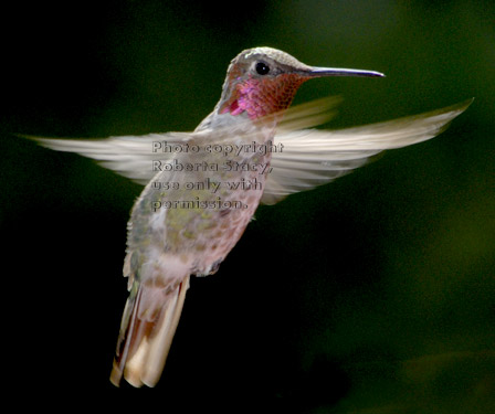 Anna's hummingbird, male