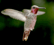 Anna's hummingbird, male