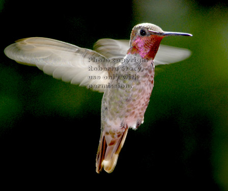 Anna's hummingbird, male