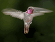 Anna's hummingbird, male