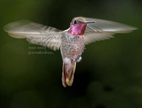 Anna's hummingbird, male