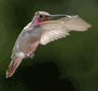 Anna's hummingbird, male