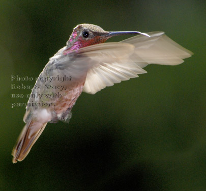 Anna's hummingbird, male