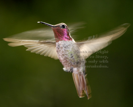 Anna's hummingbird, male