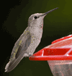 Anna's hummingbird, female