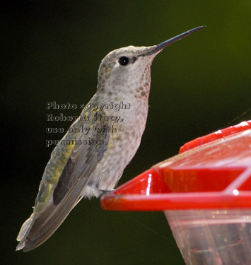 Anna's hummingbird at feeder