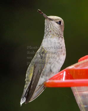 female Anna's hummingbird at feeder