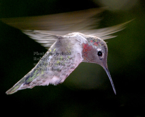 Anna's hummingbird, male