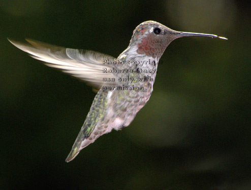 Anna's hummingbird, male