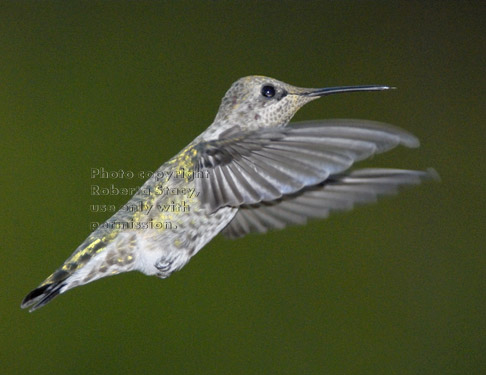 Anna's hummingbird