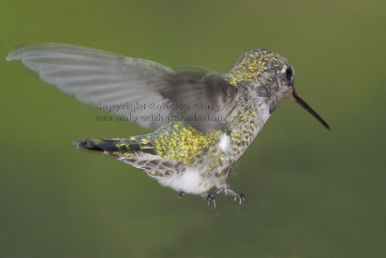 Anna's hummingbird