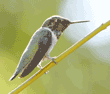 hummingbird on tree branch