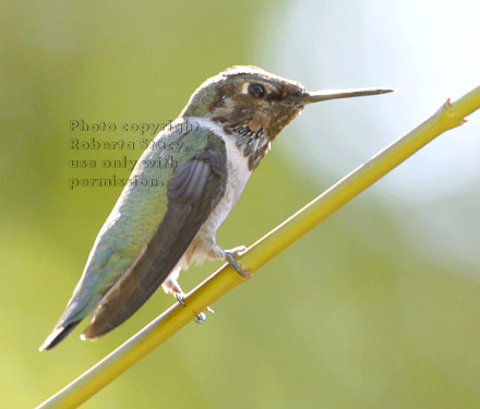 hummingbird on tree branch