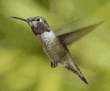 Anna's hummingbird, male