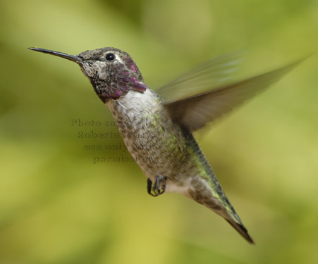 Anna's hummingbird, male