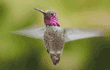 Anna's hummingbird, male