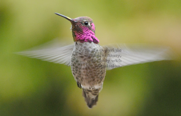 Anna's hummingbird, male