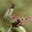 male Anna's hummingbird on plant