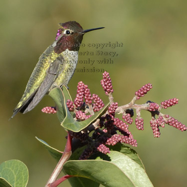 male Anna's hummingbird on plant