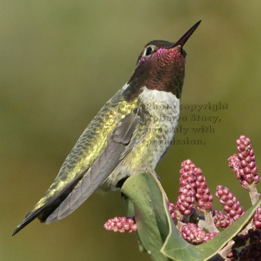 Anna's hummingbird on plant