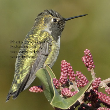 Anna's hummingbird 