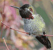 male Anna's hummingbird with eyes closed