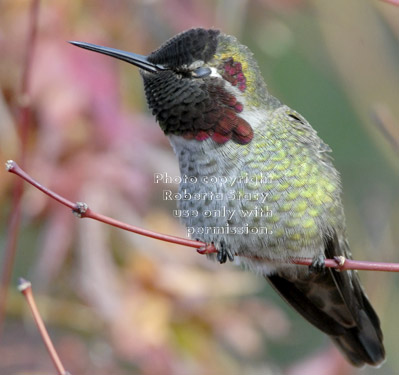 male Anna's hummingbird with eyes closed